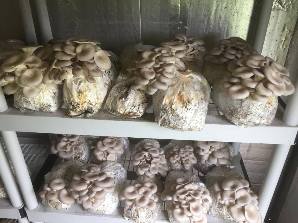 С какого возраста можно давать детям грибы