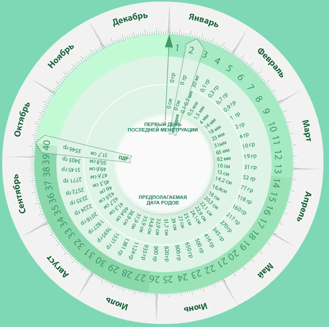 Срок беременности по последним месячным. Дата родов по неделям беременности калькулятор. Круглый календарь для беременных. Круглый календарик беременности. Подсчет предполагаемой даты родов.