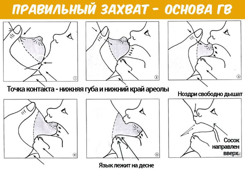Как научить ребенка правильно брать грудь? советы и рекомендации | nail-trade.ru