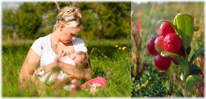 Можно ли кормящей маме свежую клюкву и морс: сроки введения ягоды в рацион при грудном вскармливании