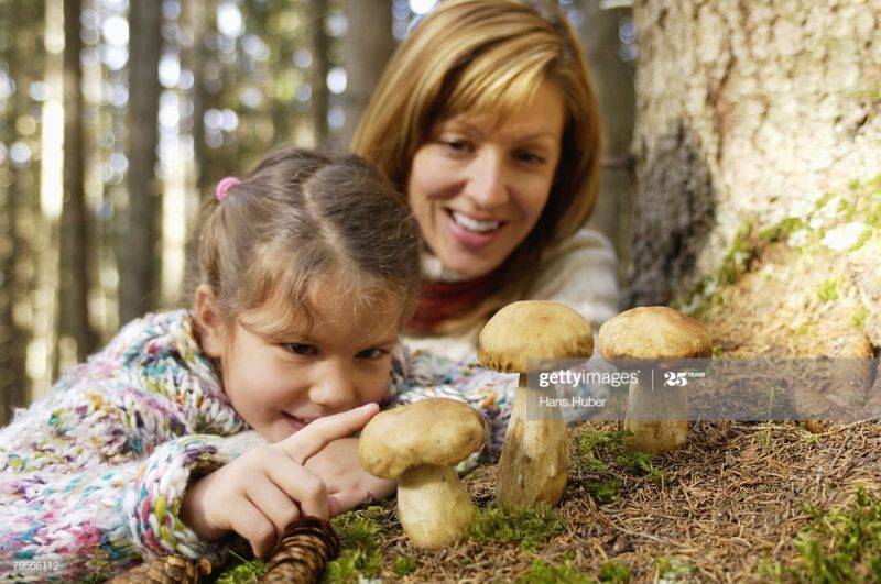 Можно ли детям давать грибы: с какого возраста можно давать и какие