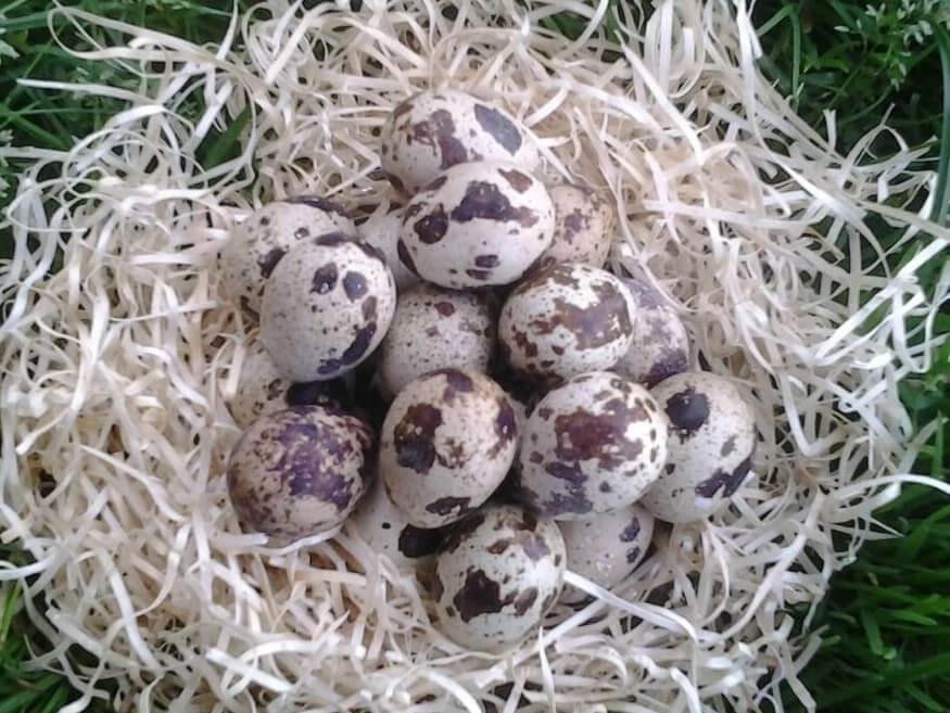 Яйца при грудном вскармливании: можно ли кормящей маме в первый месяц (жареные, вареные, сырые)