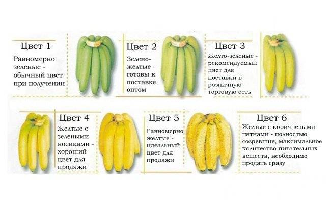 Банан, как первый и последующий прикорм для грудничка - первенец - сайт для родителей