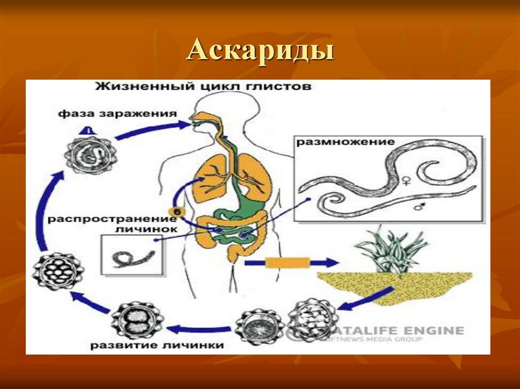 Спермий аскариды рисунок