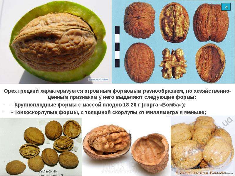 Грецкие орехи: их свойства и особенности употребления
