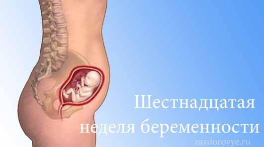 16 неделя беременности: что происходит с ребенком, размер живота и плода, узи, ощущение шевеления малыша / mama66.ru