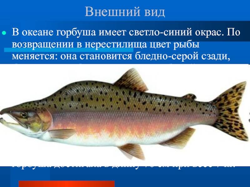 Горбуша: полезные, опасные и лечебные свойства горбуши. химический состав рыбы, калорийность, чем полезна, рецепты