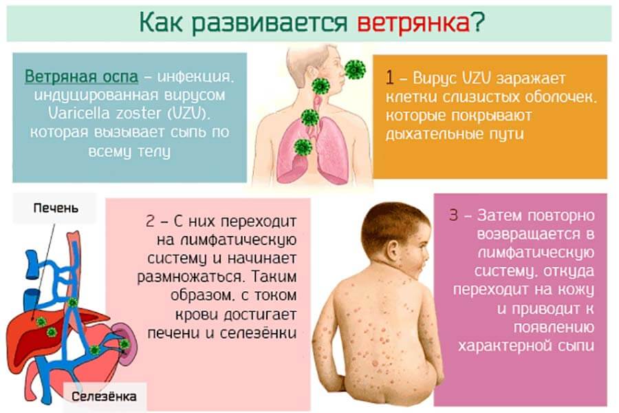 Роль герпесвирусных инфекций в патологии часто болеющих детей.