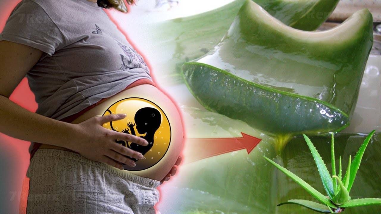 Можно ли применять внутрь сок алоэ при беременности
