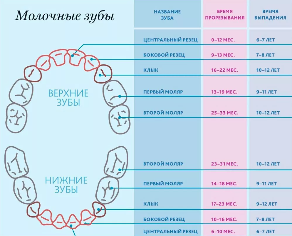 Какой первый зуб выпадает у ребенка