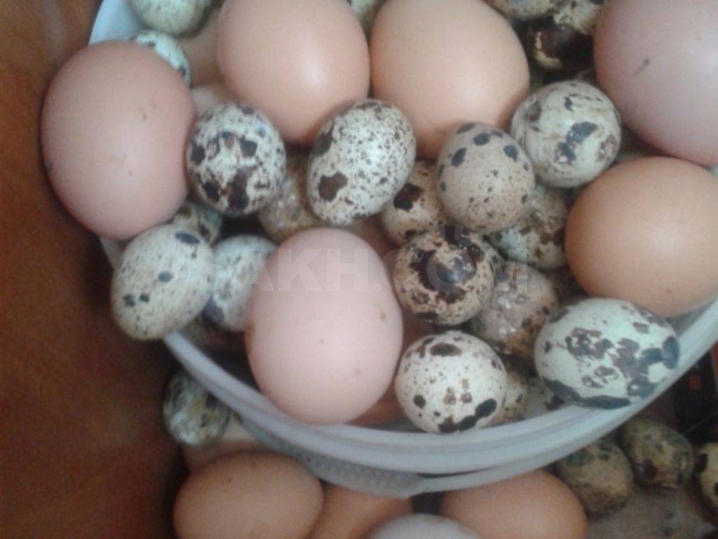 Можно ли есть яйца при кормлении новорожденного грудным молоком? можно ли кормящей маме кушать вареные, жареные куриные и перепелиные яйца?