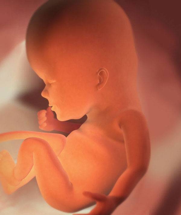 Десятая неделя беременности: фото живота, что происходит с малышом, ощущения мамы | nutrilak