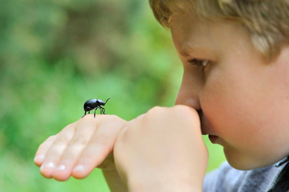 «а-а-а, паук!». как побороть страх насекомых у ребенка: новости, ребенок, воспитание, страх, насекомые, дети