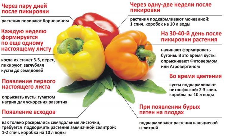 Болгарский перец при грудном вскармливании: можно ли кормящей маме?