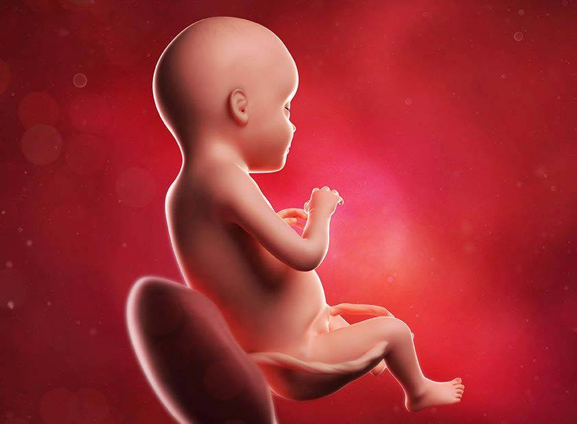 29 неделя беременности – что происходит, развитие плода, живот на двадцать девятой неделе беременности - agulife.ru