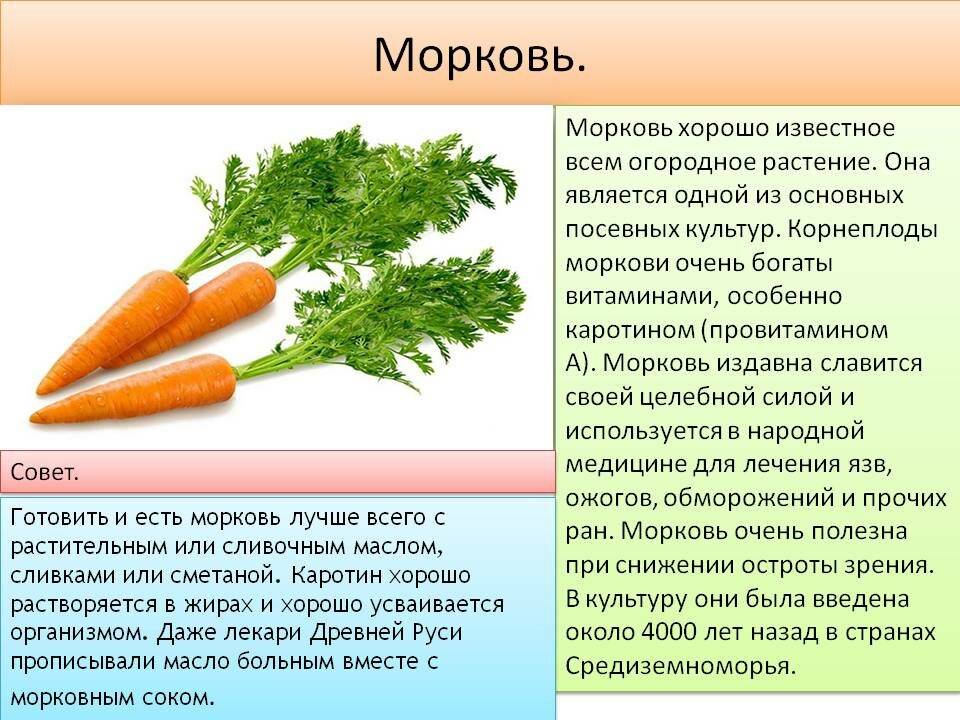 Морковь при грудном вскармливании: можно ли есть кормящей маме сырую, вареную и другую в первый месяц и далее