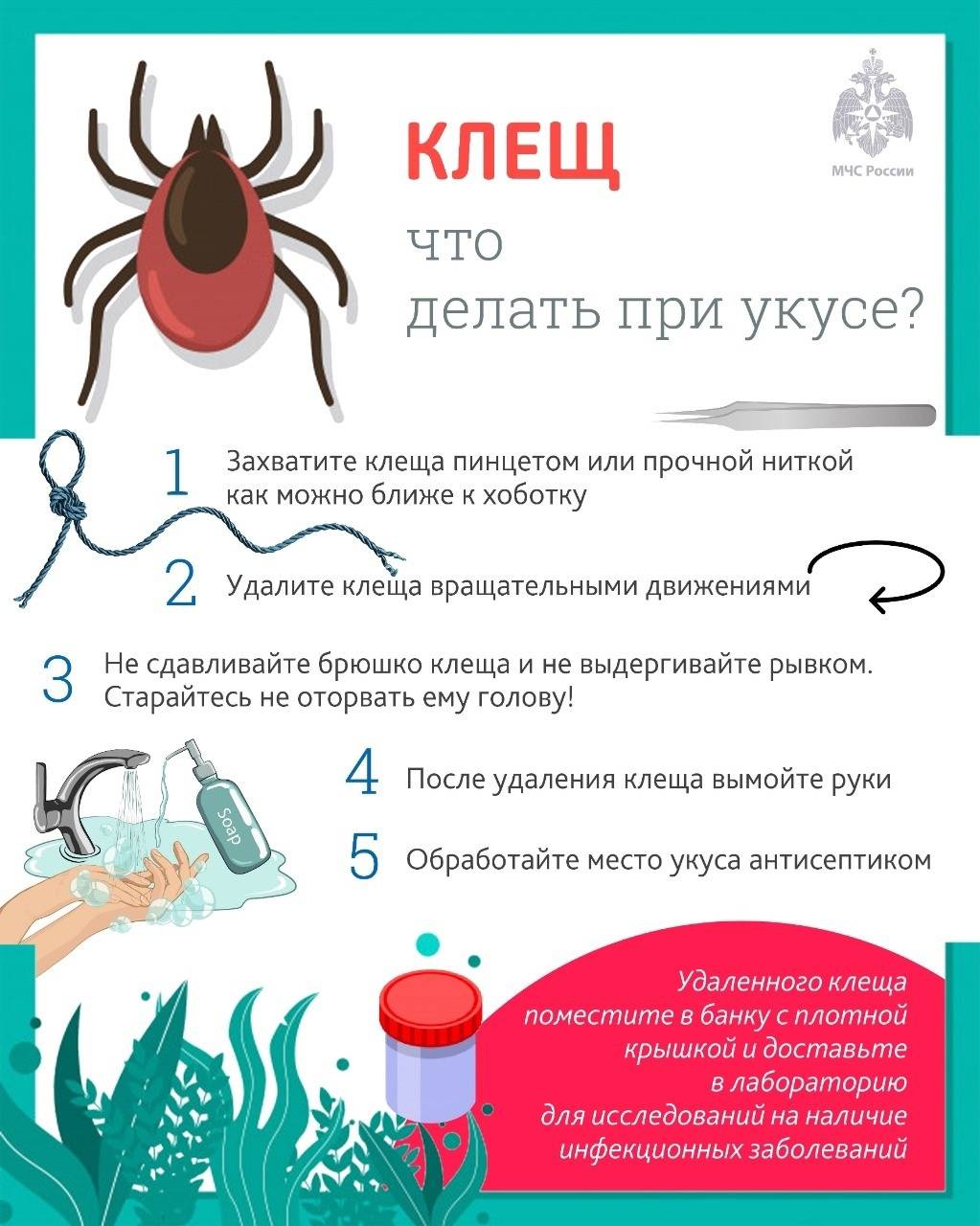 Клещевой энцефалит: коварный враг притаился в кустах