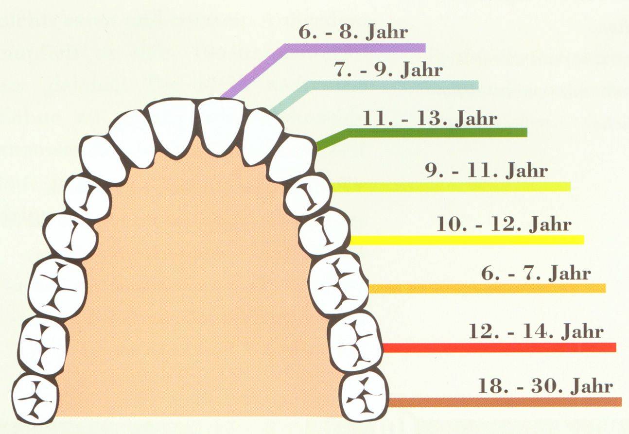 Смена зубов у детей возраст - stomatolog-enka.ru