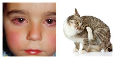 Как у детей грудного возраста проявляется аллергия на кошек: симптомы