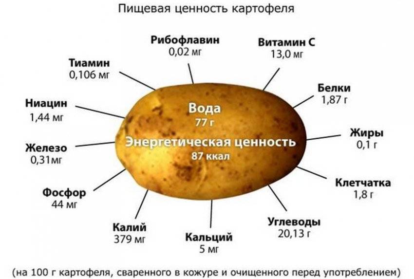 Картофель химия. Пищевая ценность вареного картофеля. Пищевая ценность картофеля на 100 грамм. Содержание полезных веществ в картофеле. Картофель химический состав и пищевая ценность таблица.