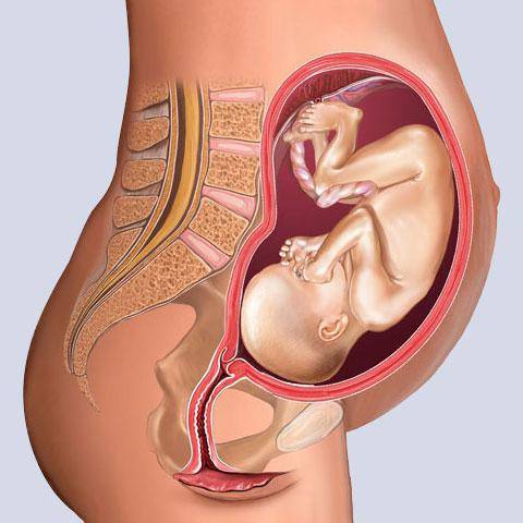 28 неделя беременности. календарь беременности   | материнство - беременность, роды, питание, воспитание