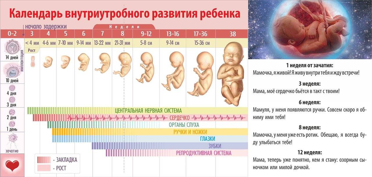 12 недель беременности – что происходит, развитие плода, ощущения, как выглядит живот - agulife.ru