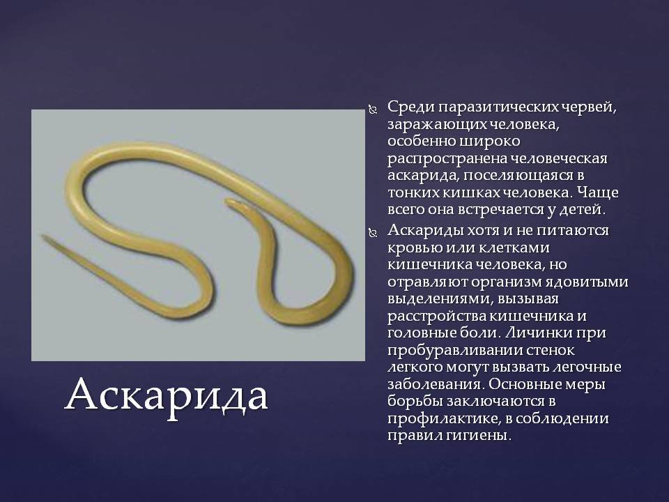 Аскаридоз у взрослых - симптомы и лечение, профилактика | afgsm.ru