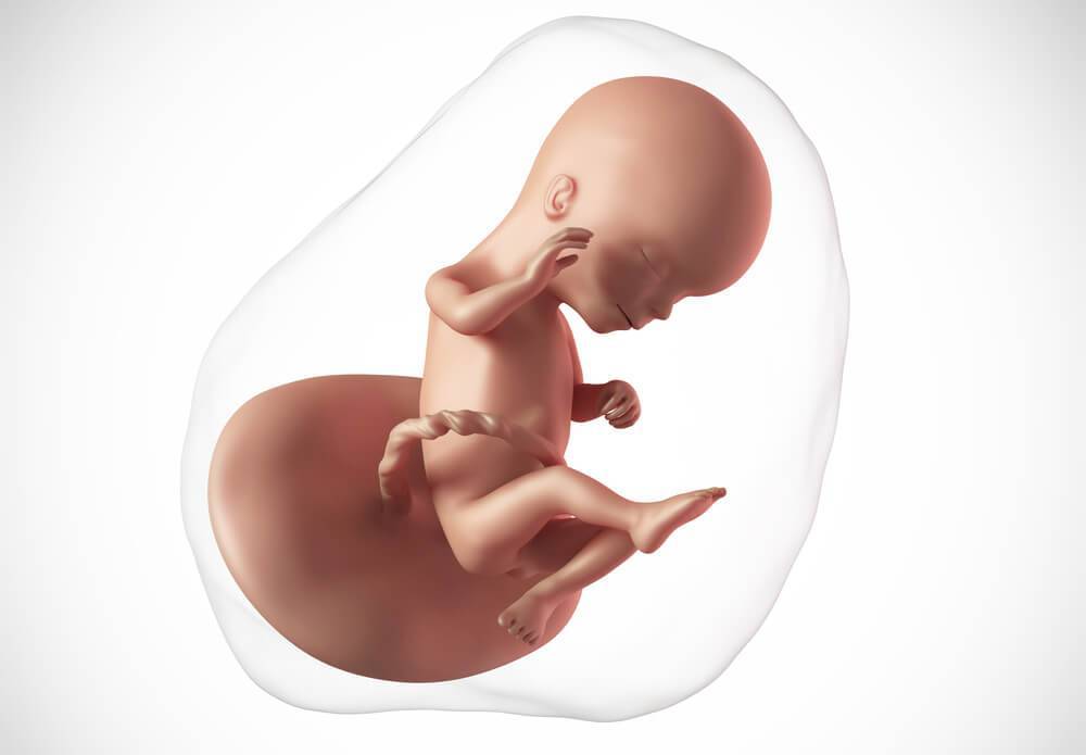 17 неделя беременности: что происходит с малышом и мамой, ощущения, развитие плода