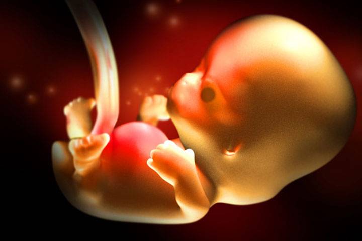 Как выглядит ребенок в 8 недель беременности внутри утробе матери фото