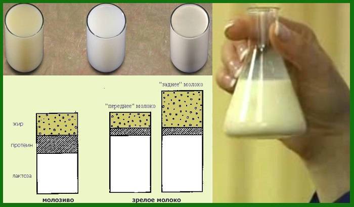 14 способов повысить качество молока