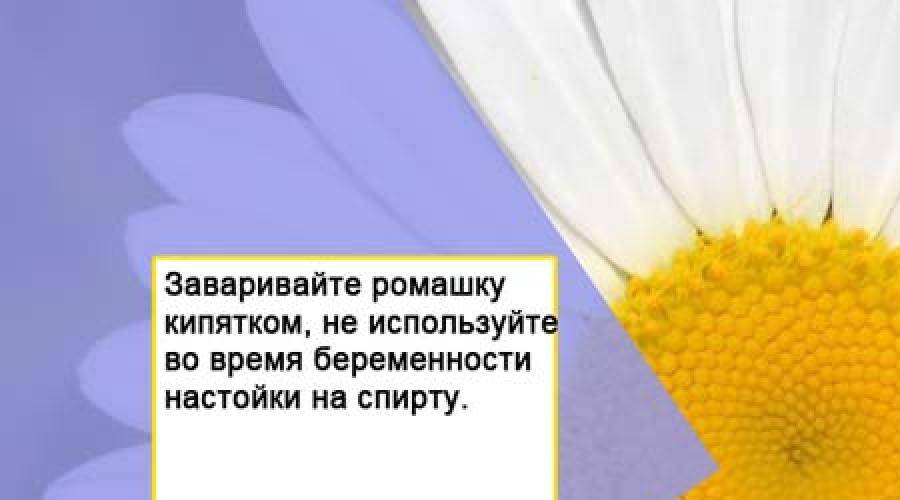 Пила ромашку месяц. Ромашка при беременности. Ромашка при беременности 1. Можно ли ромашку беременным. Ромашка противопоказания беременность.