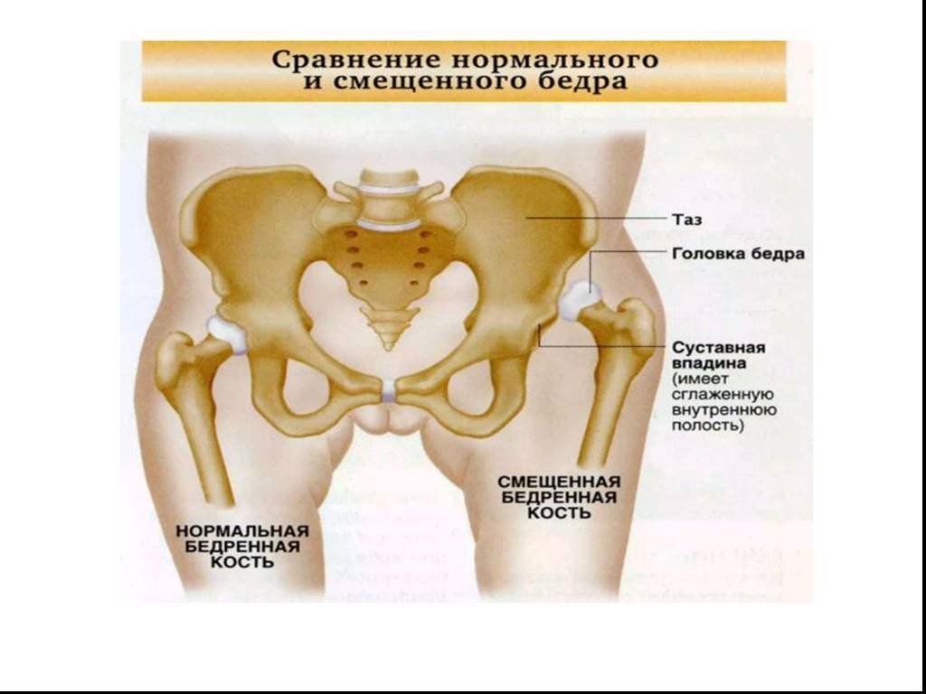 Предстательная железа (простата): где находится, где болит, строение, функции
