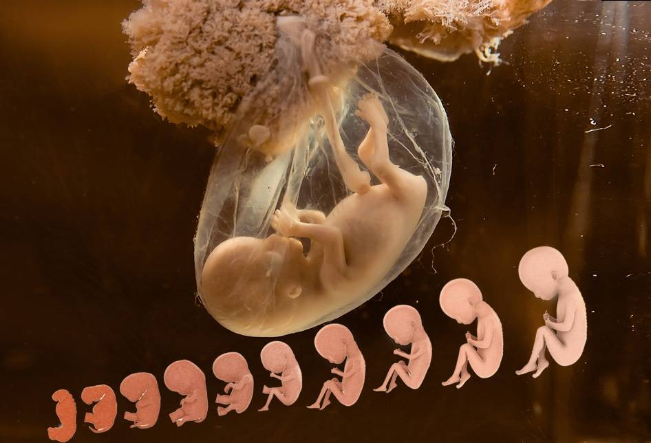 Embrión día 3 calidad a