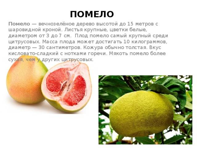 Помело: польза и вред помело, что такое помело и как растет фрукт