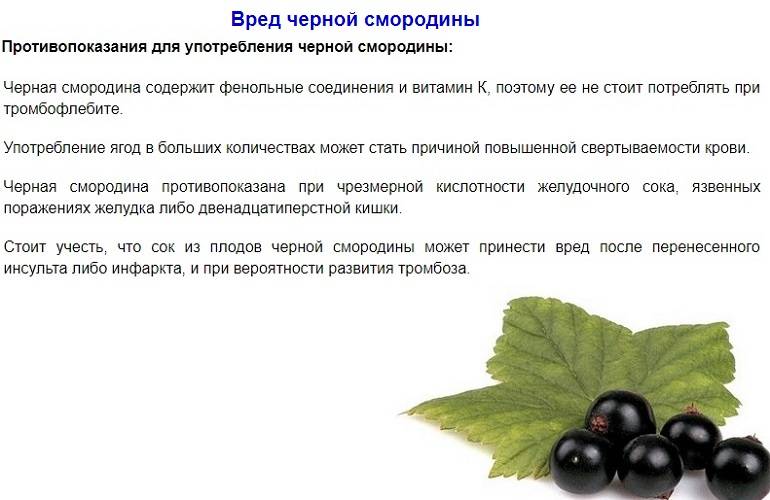 Белая смородина: описание и полезные свойства ягод | food and health