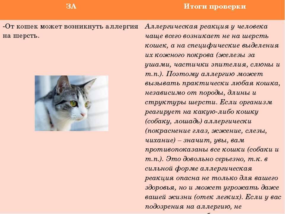 Аллергия у грудничков на кошек - причины, симптомы, лечение - kotiko.ru