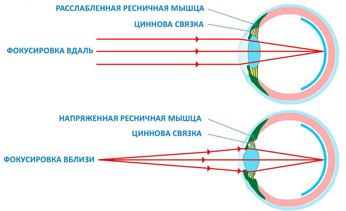 Объясните схему аккомодации хрусталика