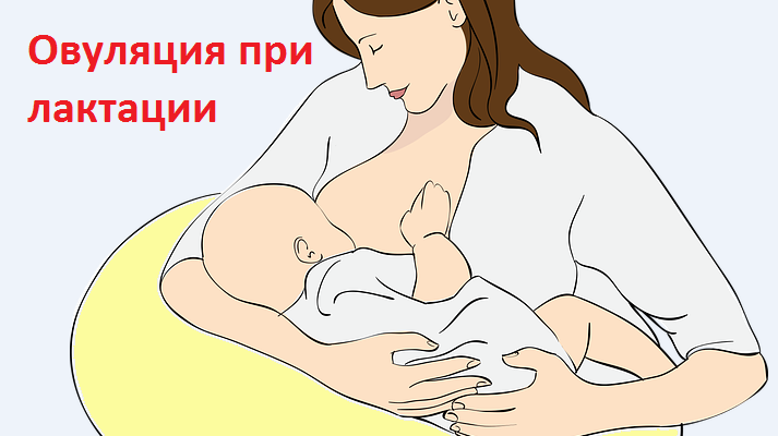 Месячные после родов при грудном вскармливании когда начинаются? :: syl.ru