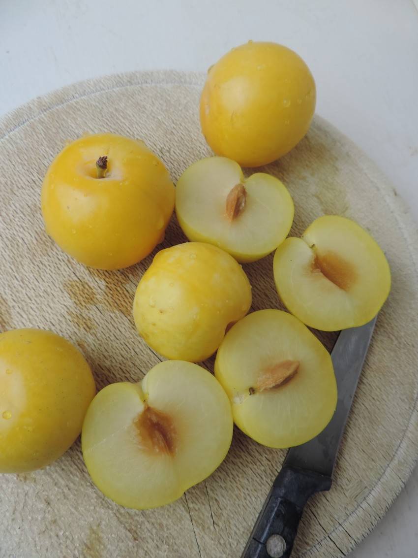 Абрикосы при грудном вскармливании: можно ли кушать абрикосы (свежие, сушеные)?