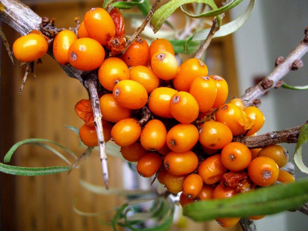 Облепиха ягода: полезные свойства, состав, как приготовить