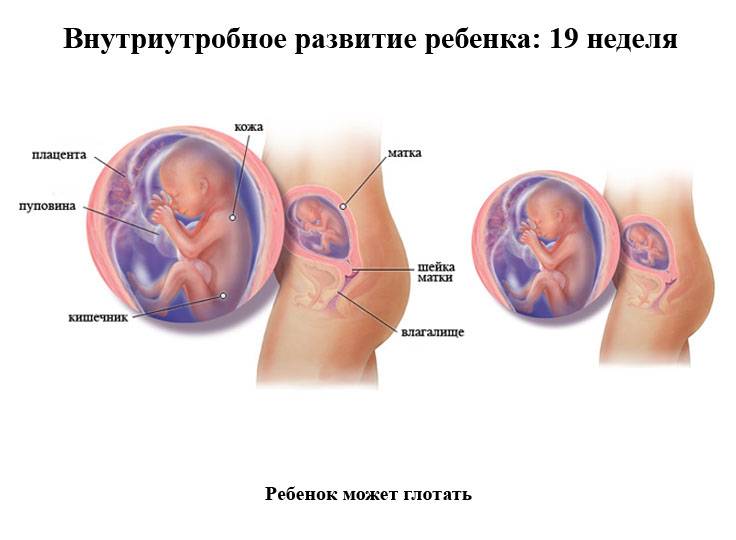 Особенности протекания 19 недели беременности