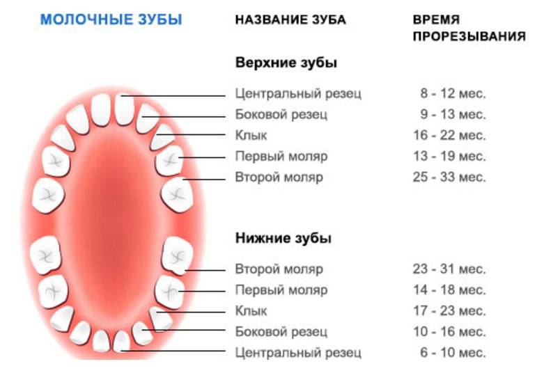 Когда и какие зубы выпадают у детей схема