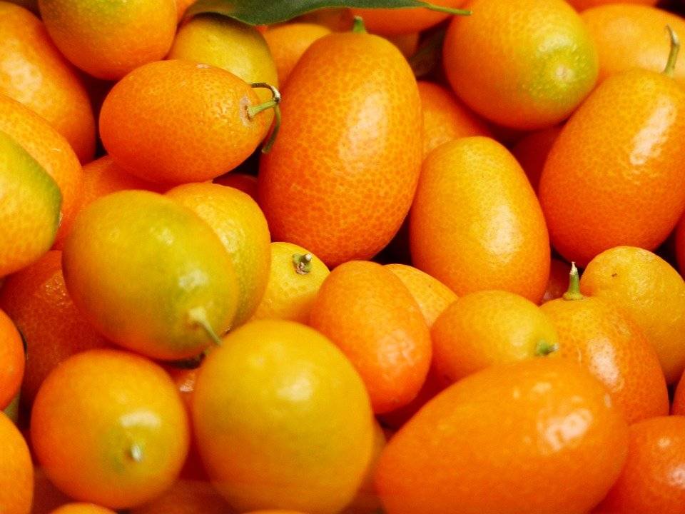 Что это за фрукт кумкват — польза и вред для организма
