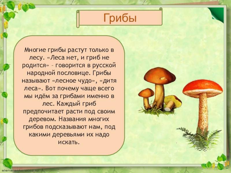 Можно ли детям давать грибы и какие?