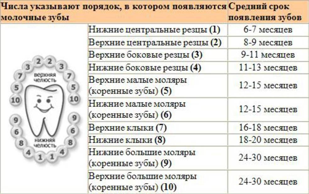 Сколько зубов должно быть в 2 года у ребенка таблица фото