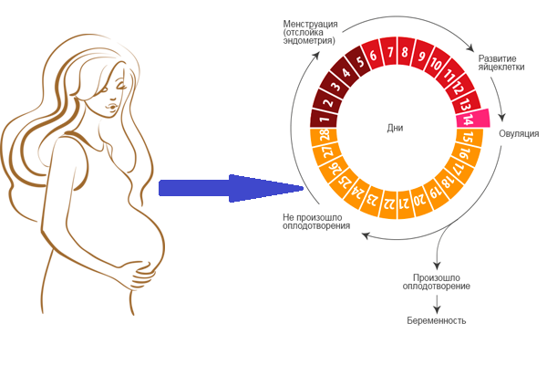 Менструальный цикл после родов