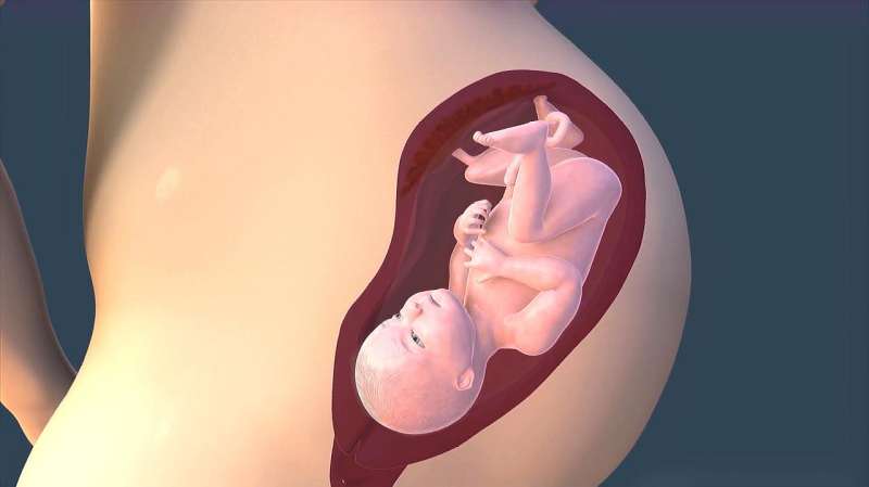 34 неделя беременности. календарь беременности   | материнство - беременность, роды, питание, воспитание