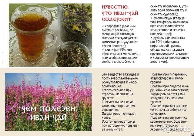 Можно ли пить иван-чай детям: отзывы, возраст, дозировка, полезные свойства кипрея и противопоказания в применении этой травы