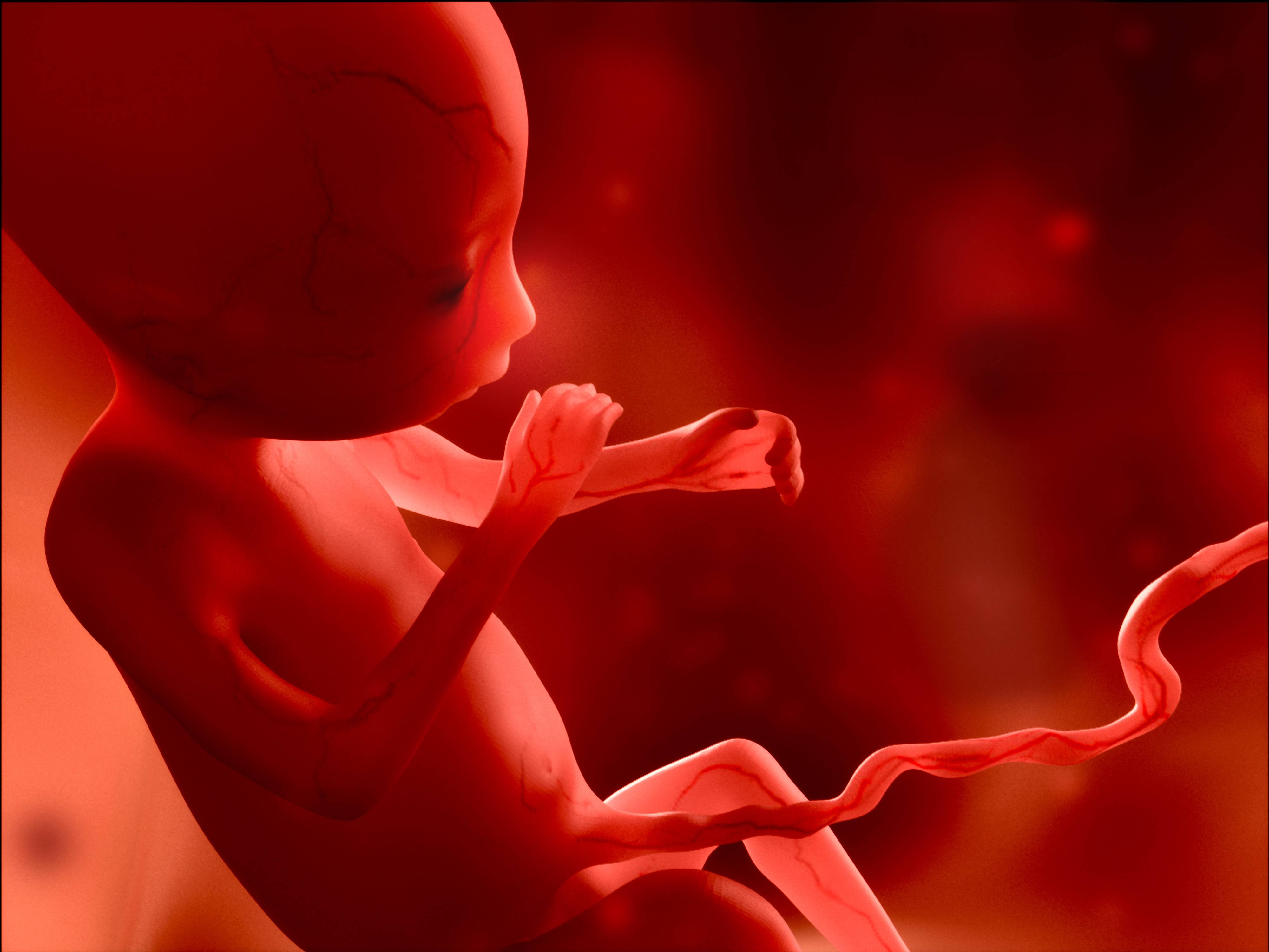 Роды 16 недель. Малыш в утробе матери. Эмбрион в утробе матери.