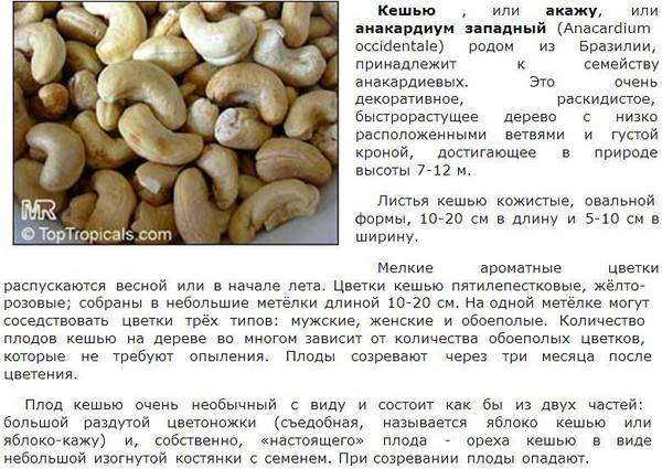 Орехи для кормящей мамы